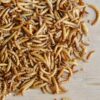 Vers de farine déshydratés français: nourriture naturelle pour oiseaux, poissons et tortues - 1kg – Image 8