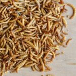 • Vers de farine séchés • Alimentation animale