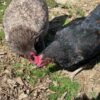 poules vers de farine