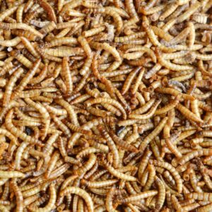 Vers de farine déshydratés français: nourriture naturelle pour oiseaux, poissons et tortues - 1kg – Image 4