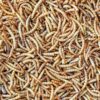 Vers de farine déshydratés français: nourriture naturelle pour oiseaux, poissons et tortues - 1kg – Image 3