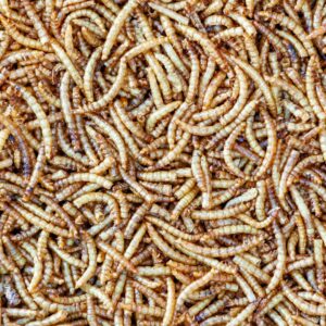 Vers de farine déshydratés français: nourriture naturelle pour oiseaux, poissons et tortues - 1kg – Image 3