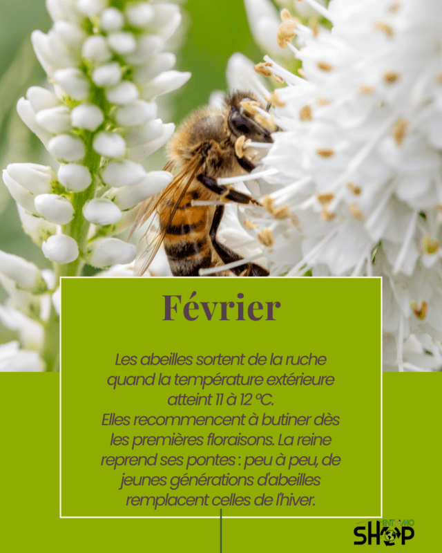 Février : Le retour des insectes pollinisateurs et l'éveil du printemps