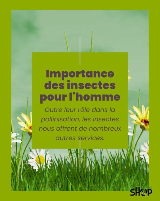 Les services insoupçonnés des insectes