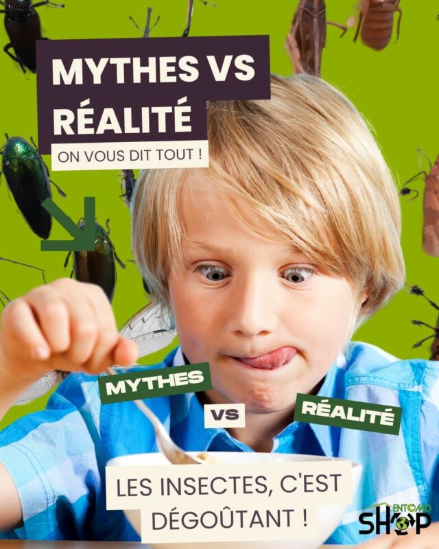 Mythes vs Réalité : Les insectes comestibles passent à la loupe