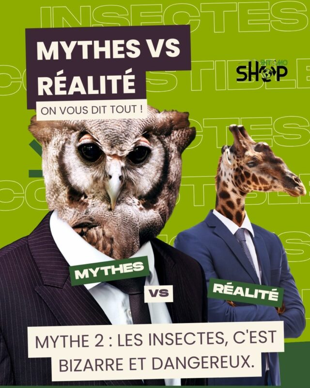 Mythe 2 : Les insectes, c'est bizarre et dangereux.