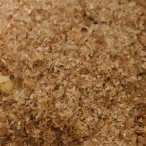 microlarves-entomoshop