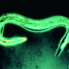 ver microscopique, invisible à l’oeil nu qui parasite et tue les larves des ravageurs vivant dans le sol et dans les feuilles.
