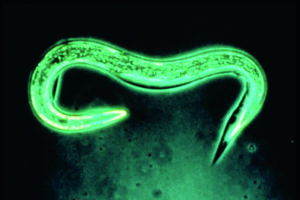 ver microscopique, invisible à l’oeil nu qui parasite et tue les larves des ravageurs vivant dans le sol et dans les feuilles.