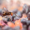 Trichogramme 4 diffuseurs anti-mite alimentaire