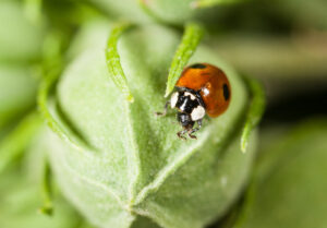 COCCINELLES - ANTI PUCERONS – Image 2