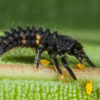 Kit pédagogique d'élevage de coccinelles – Image 6
