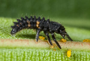 COCCINELLES - ANTI PUCERONS – Image 3