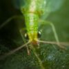 chrysope élevage