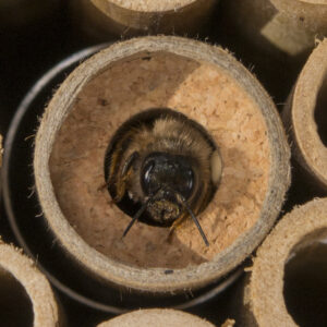 Participez à la biodiversité et améliorez durablement la pollinisation en adoptant des abeilles maçonnes dans votre jardin ou sur votre balcon !