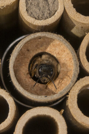 Participez à la biodiversité et améliorez durablement la pollinisation en adoptant des abeilles maçonnes dans votre jardin ou sur votre balcon !