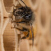 Abeilles maçonnes pollinisatrices – Image 3