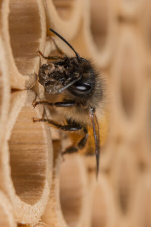 Abeilles maçonnes pollinisatrices – Image 3