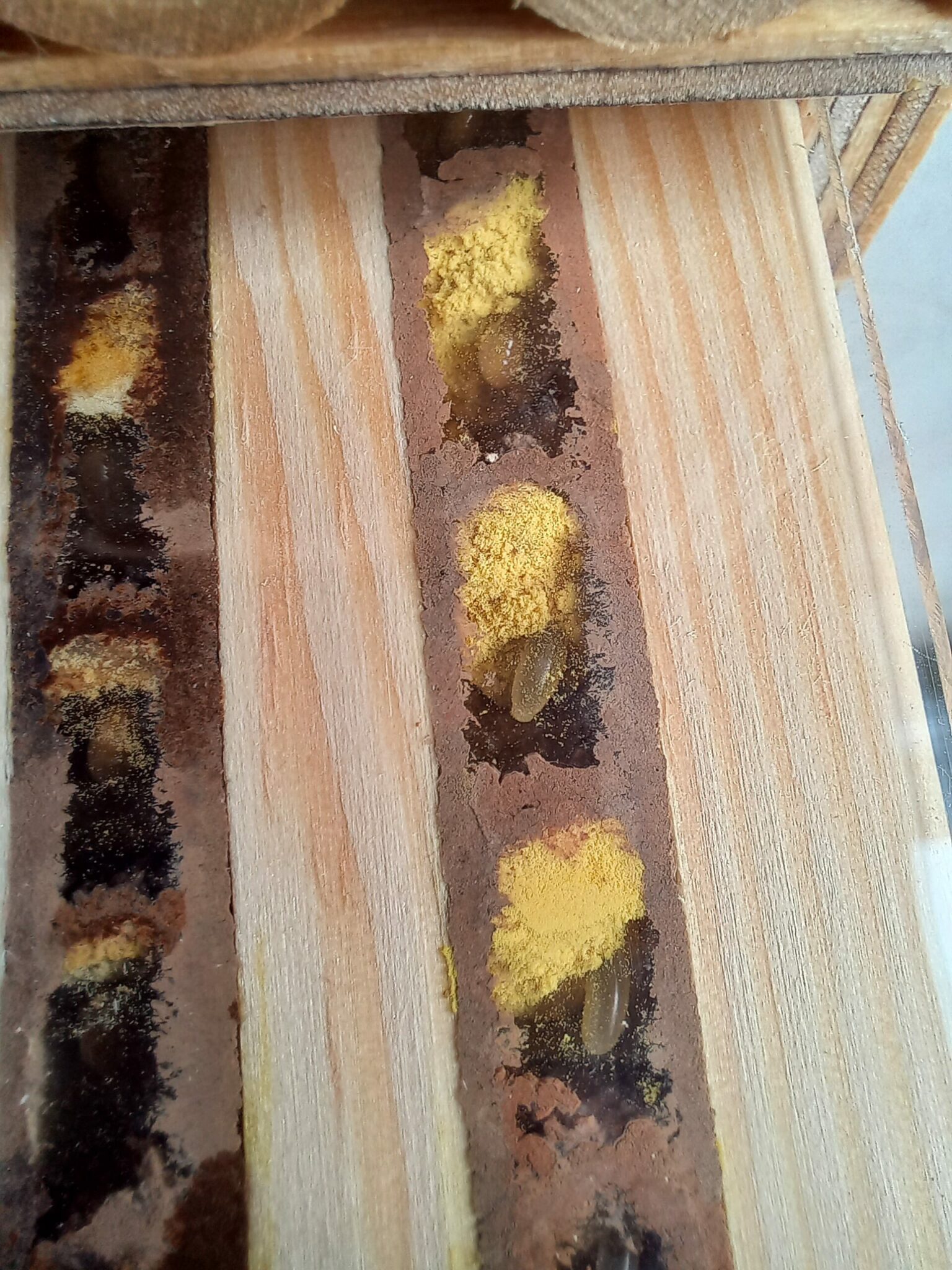 Abeilles maçonnes pollinisatrices – Image 5