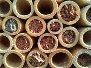 Abeilles maçonnes pollinisatrices – Image 6