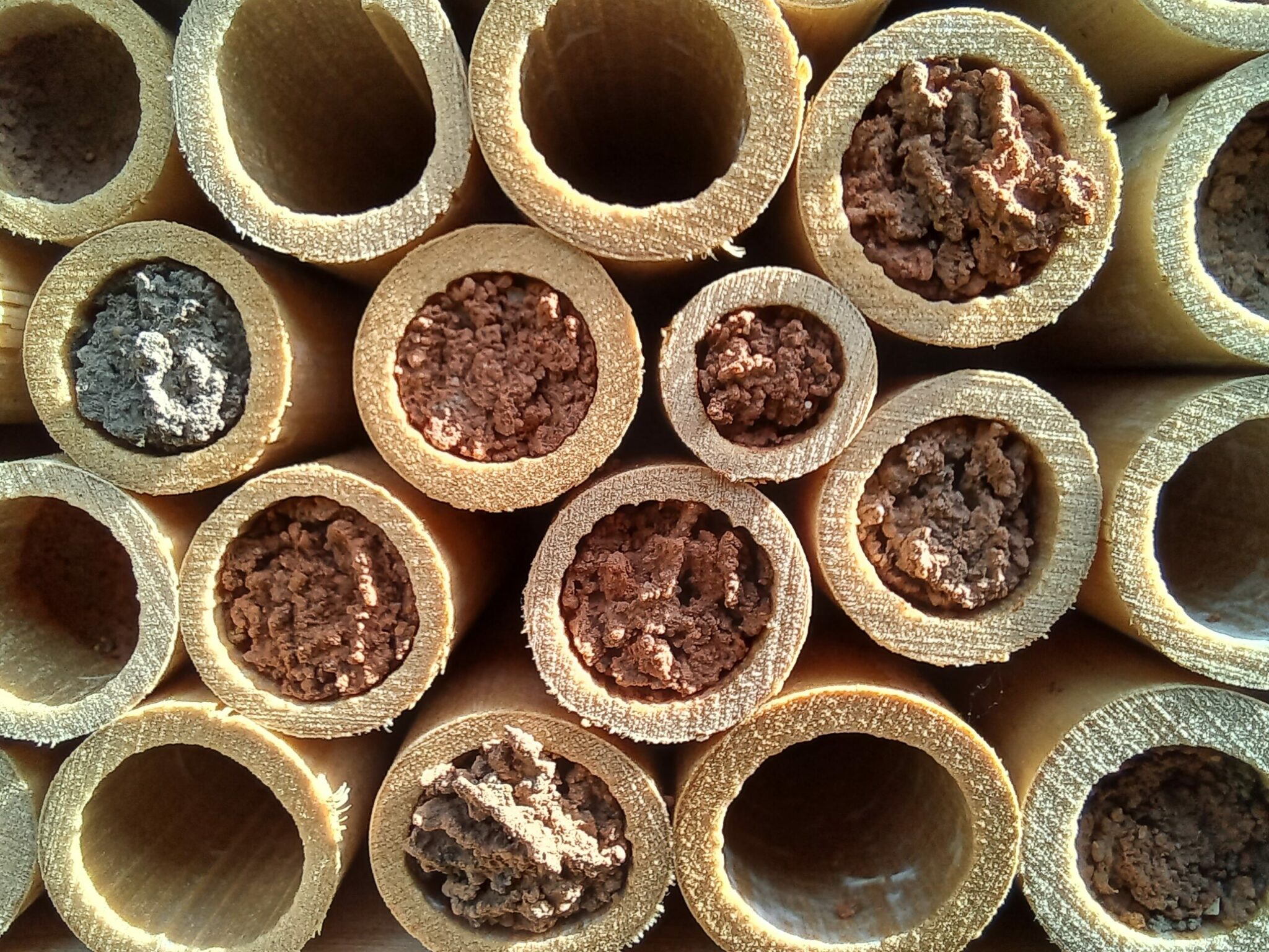 Abeilles maçonnes pollinisatrices – Image 6