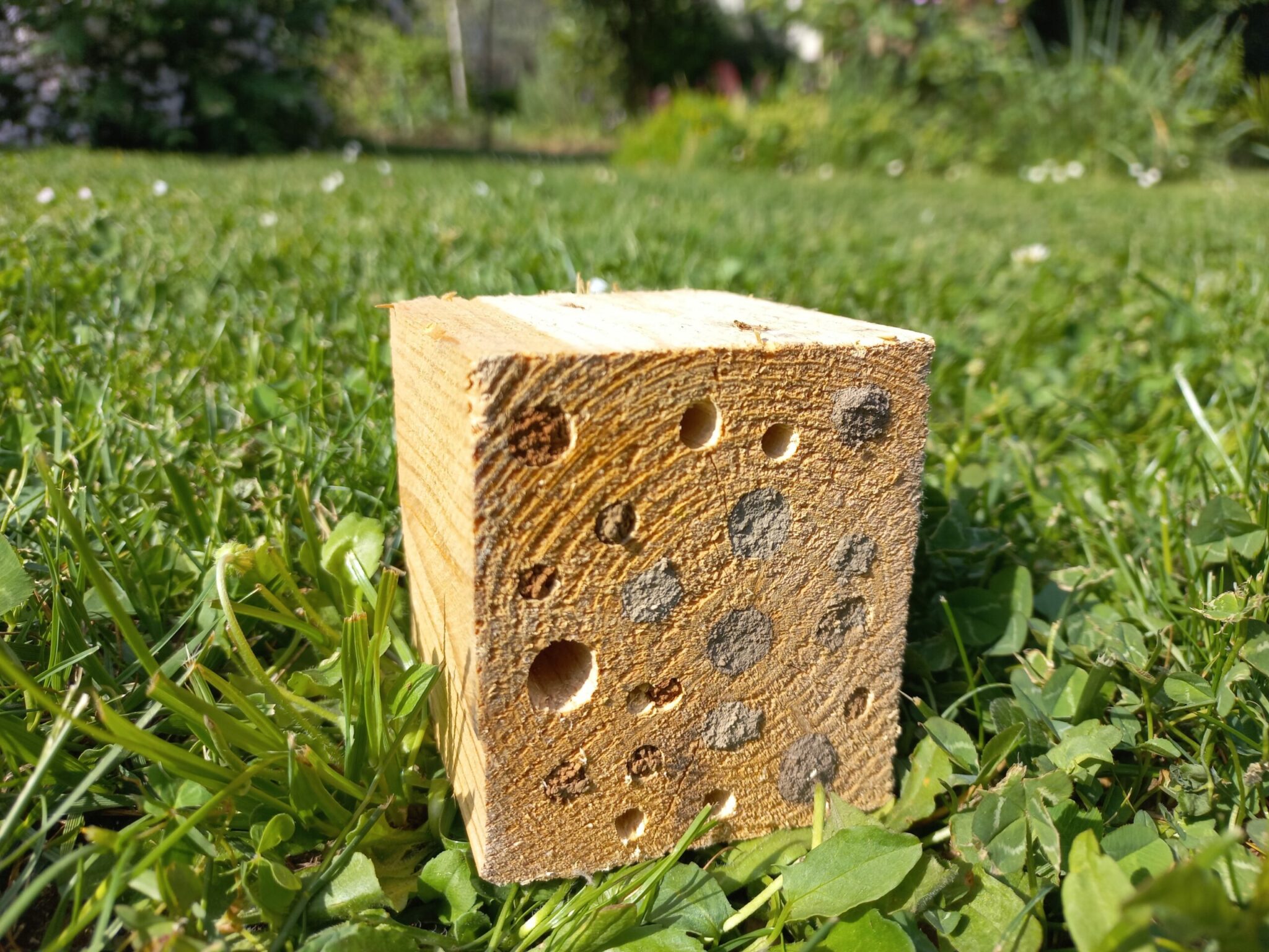 Abeilles maçonnes pollinisatrices – Image 7