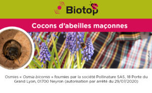 Abeilles maçonnes pollinisatrices – Image 9