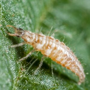 insecte auxiliaire très efficace ! La boite de 100 larves peut protéger jusqu’à 25 plantes soit environ 10 m2. Utilisable en agriculture biologique.