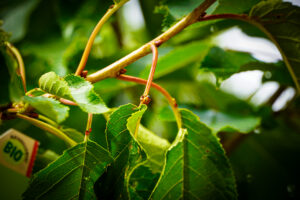 COCCINELLES - ANTI PUCERONS – Image 4