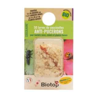 Boite de 50 larves de coccinelles : pour protéger 5 à 10 rosiers, jusqu'à 5 lauriers roses ou jusqu'à 10 m² de plantes basses..