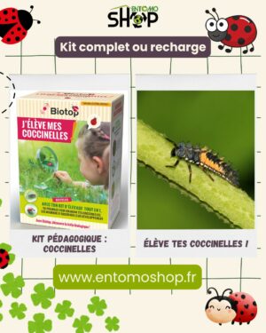 Kit pédagogique d'élevage de coccinelles – Image 11