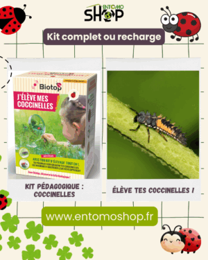 kit coccinelles