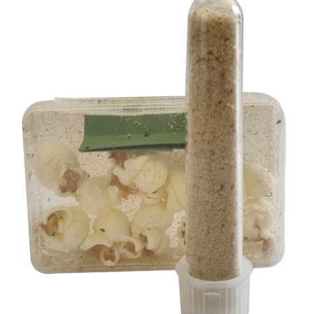 Recharge pour kits pédagogiques d'élevage de coccinelles- 1 boite coccifly 50 larves + 1 tube