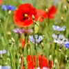cornflowers, poppies, field of flowers-3431590.jpg