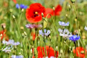 cornflowers, poppies, field of flowers-3431590.jpg