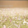 cosmos flowers, flowers, flower background-1138041.jpg