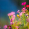 flowers, plants, blooms-1835619.jpg