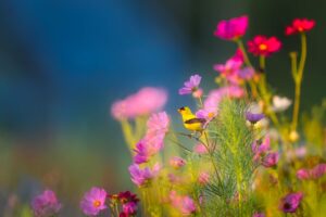 flowers, plants, blooms-1835619.jpg