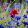 poppy, cornflower, flower meadow-5270458.jpg