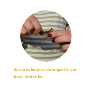 Comment retirer les ailes de mes criquets