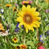 sunflower, flowers, flower bed-3696960.jpg