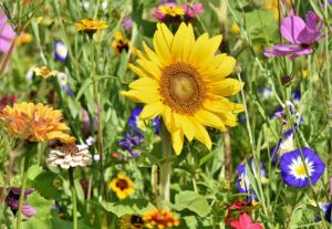 sunflower, flowers, flower bed-3696960.jpg