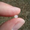 Capsules de nématodes anti mouches des terreaux