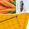 Pièges chromatiques orange englués contre la mouche de la carotte, panais et céleri