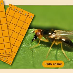 Pièges chromatiques orange englués contre la mouche de la carotte, panais et céleri