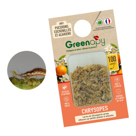 Chrysopes 100 larves blister anti-ravageurs divers préventif