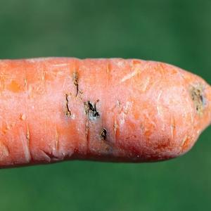 Pièges chromatiques orange englués contre la mouche de la carotte, panais et céleri