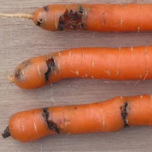 Pièges englués orange contre la mouche de la carotte – Image 5