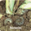 Némacare jardin Potager anti vers du sol universel 2X10 M