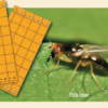 Pièges chromatiques orange englués contre la mouche de la carotte, panais et céleri